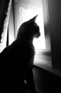 gato en la ventana