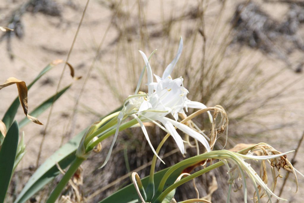 La orquídea en el desierto – Cuento Colectivo, una marca de Inteligencia  Colectiva .