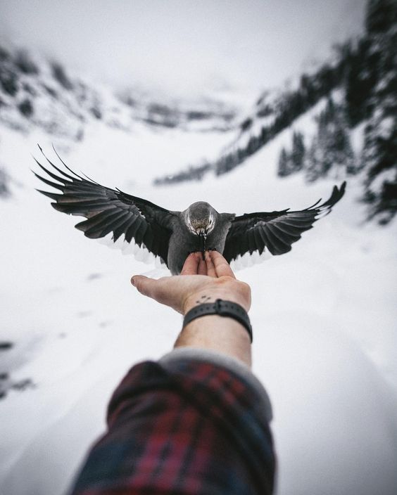 pajaro en mano